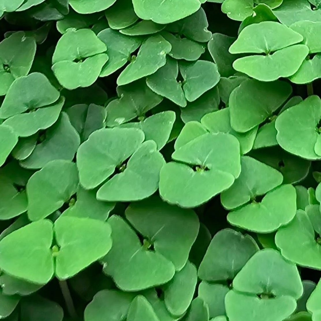 May Family Urban Homestead